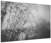 Obraz - Lúka po daždi (90x60 cm)