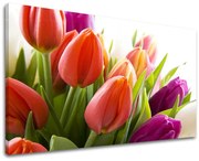 Obraz na stenu KVETY TULIPÁNY | rôzne rozmery