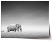 Sablio Plagát Slon a zebra - 60x40 cm