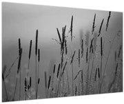 Obraz - Steblá trávy (90x60 cm)