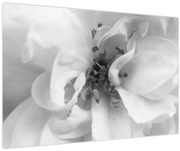 Obraz - Kvet, čiernobiela (90x60 cm)