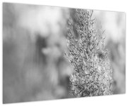 Obraz - Boho pampas grass (90x60 cm)