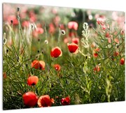 Sklenený obraz vlčích makov (70x50 cm)