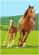 Fleecová deka Kobyla so žriebäťom - 100 x 140 cm