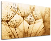 Obraz na stenu KVETY | rôzne rozmery