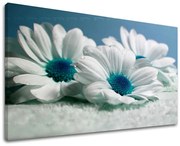 Obraz na stenu KVETY | rôzne rozmery