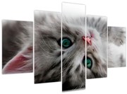 Obraz - Mačka so zelenými očami (150x105 cm)
