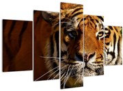 Obraz tigra (150x105 cm)