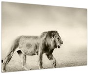 Obraz - Hladný lev (90x60 cm)