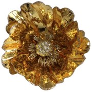 Zlatá leská magnólia na štipci 14cm