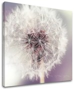 Obraz na stenu KVETY | rôzne rozmery