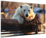 Obraz - Medveď ľadový (90x60 cm)