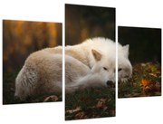 Obraz - Odpočívajúci vlk (90x60 cm)