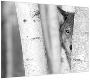 Obraz - Vlk v lese (70x50 cm)