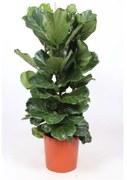Ficus lyrata 34x120 cm