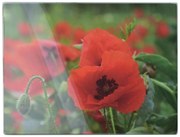 Skleněné krájecí prkénko Aria POPPY 30x40 cm červené