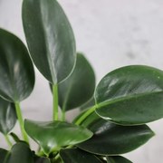 Philodendron Green Princess