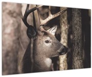 Obraz - Jeleň v lese (90x60 cm)