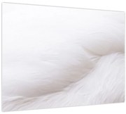 Obraz - Detail pierka (70x50 cm)