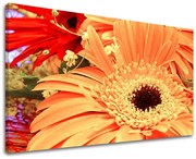 Obraz na stenu KVETY | rôzne rozmery