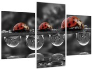 Obraz - Lienka sedembodková, čiernobiela (90x60 cm)