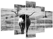 Obraz - Krava, čiernobiela (150x105 cm)
