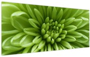 Obraz - Makro snímka rastliny (120x50 cm)