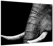 Obraz - Slonie kly (70x50 cm)