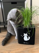 Kvetináč Lechuza Cube Glossy CAT 14 All inclusive set mačka čierny kvetináč 14x14x14 cm