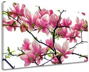 Obraz na stenu KVETY | rôzne rozmery