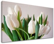 Obraz na stenu KVETY TULIPÁNY | rôzne rozmery