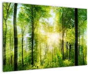 Obraz - Svitanie v lese (90x60 cm)