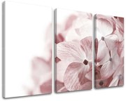 Obraz na stenu KVETY | rôzne rozmery