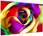 Obraz - Farebná ruža (90x60 cm)