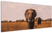Obraz - Príchod slona (120x50 cm)