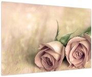 Obraz - Jemné ruže (90x60 cm)