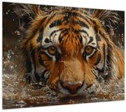 Obraz - Portrét tigra vo vode (70x50 cm)