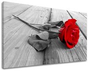 Obraz na stenu KVETY RUŽE | rôzne rozmery