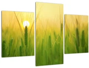 Obraz - Pole s obilím (90x60 cm)
