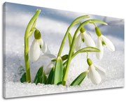 Obraz na stenu KVETY | rôzne rozmery