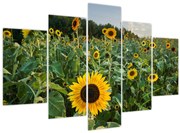 Obraz - Slnečnicové pole II. (150x105 cm)