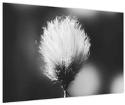 Obraz - Čiernobiely cottongrass (90x60 cm)