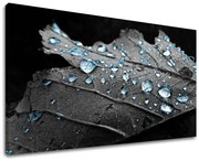 Obraz na stenu RASTLINY | rôzne rozmery