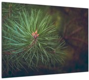 Obraz - Detail borovice (70x50 cm)