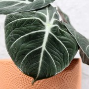 Alocasia Black Velvet