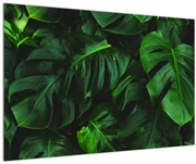 Obraz listov Monstery (90x60 cm)