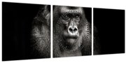 Obraz - Gorila (s hodinami) (90x30 cm)
