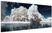 Obraz - Snehobiele stromy (120x50 cm)
