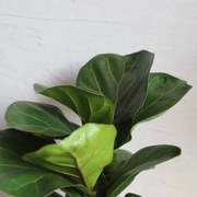 Ficus Lyrata