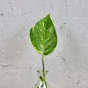 Epipremnum Aureum odrezok